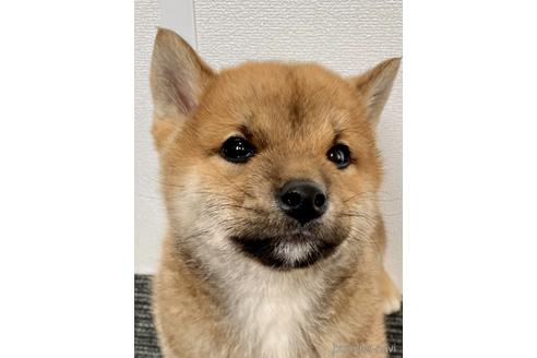 成約済の福井県の柴犬-224137の3枚目