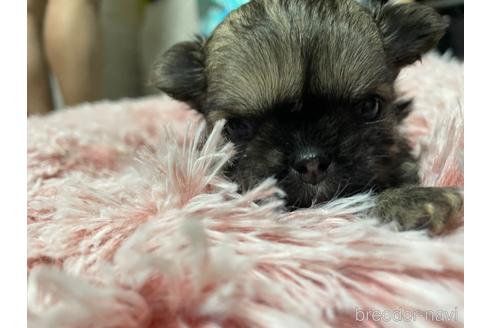 成約済の福岡県のチワワ(ロングコート)-228776の14枚目