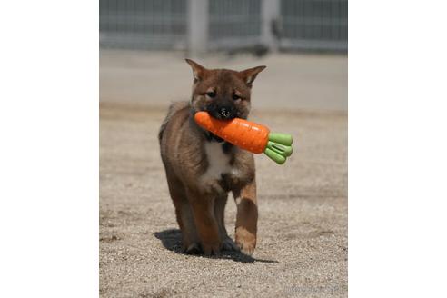 成約済の愛媛県の四国犬-230760の7枚目