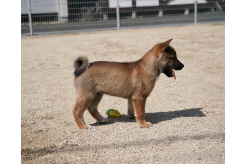 成約済の愛媛県の四国犬-230760の2枚目