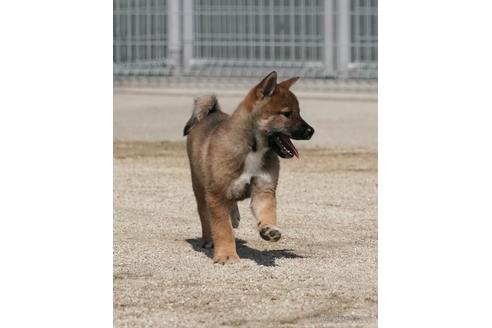 成約済の愛媛県の四国犬-230760の5枚目