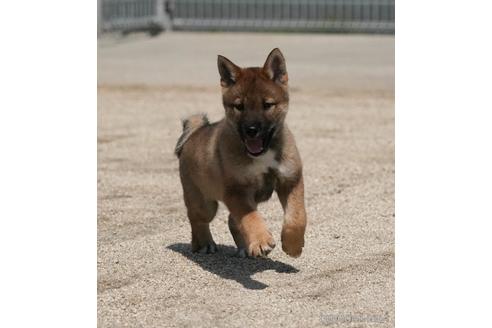 成約済の愛媛県の四国犬-230760の6枚目