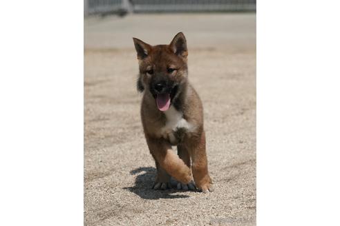 成約済の愛媛県の四国犬-230760の1枚目