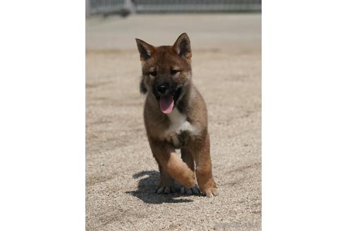 成約済の愛媛県の四国犬-230760