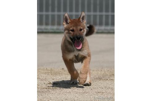 成約済の愛媛県の四国犬-230765の9枚目