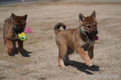 成約済の愛媛県の四国犬-230765の8枚目