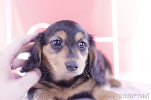 成約済の愛知県のカニンヘンダックスフンド(ロングヘアード)-230764の4枚目