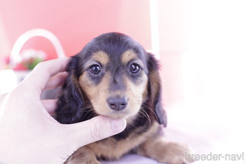 成約済の愛知県のカニンヘンダックスフンド(ロングヘアード)-230764の1枚目