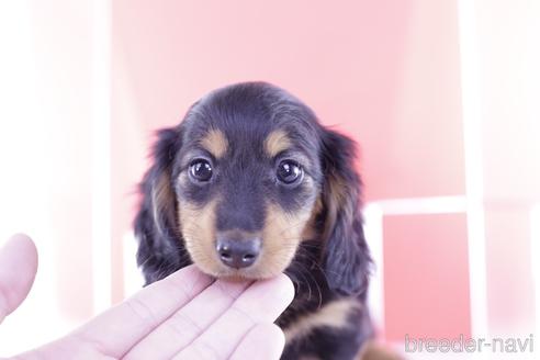 成約済の愛知県のカニンヘンダックスフンド(ロングヘアード)-230766の4枚目