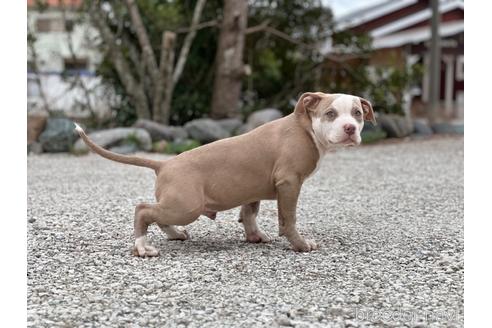 販売中の千葉県のアメリカンピットブルテリア-211752