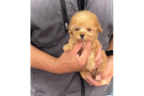 販売中の鹿児島県のティーカッププードル-229536