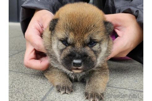 成約済の長崎県の柴犬-230822の4枚目