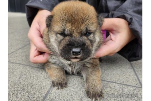 成約済の長崎県の柴犬-230822の5枚目