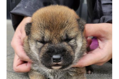 成約済の長崎県の柴犬-230822の1枚目