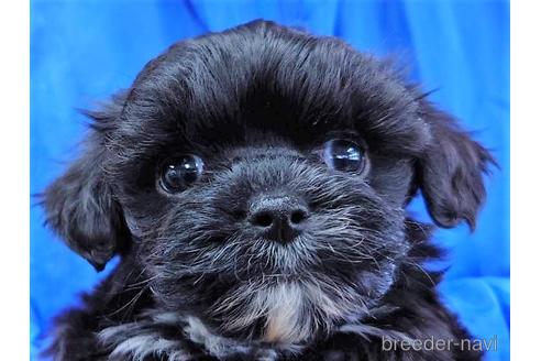 販売中の山口県のミックス犬-225504