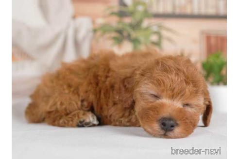 成約済の神奈川県のトイプードル-230876の2枚目