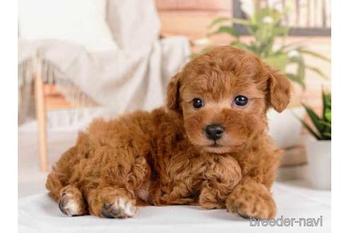 成約済の神奈川県のトイプードル-230876の3枚目