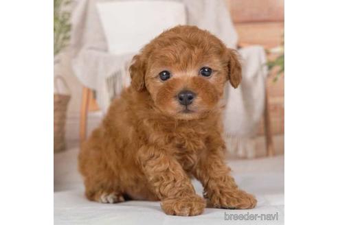 成約済の神奈川県のトイプードル-230876の5枚目