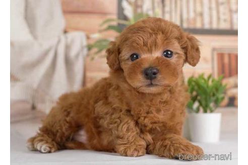 成約済の神奈川県のトイプードル-230876の4枚目