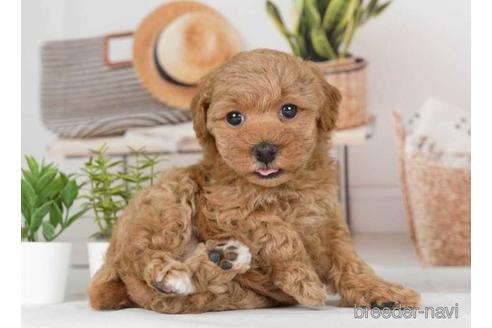 成約済の神奈川県のトイプードル-230877の2枚目