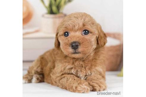 成約済の神奈川県のトイプードル-230877の1枚目