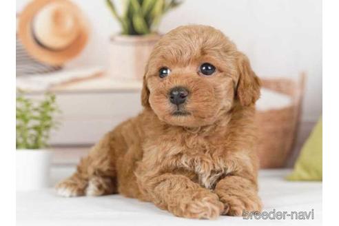 成約済の神奈川県のトイプードル-230877の3枚目