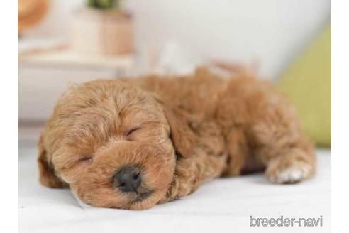 成約済の神奈川県のトイプードル-230877の4枚目