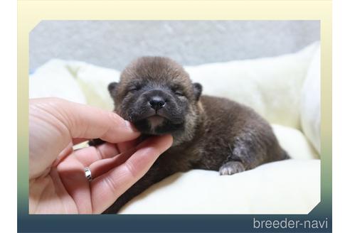 成約済の岡山県の柴犬-230882の11枚目