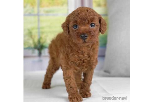 成約済の神奈川県のタイニープードル-230889の2枚目