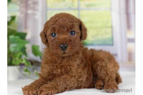 成約済の神奈川県のタイニープードル-230889の3枚目