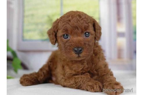 成約済の神奈川県のタイニープードル-230889の4枚目