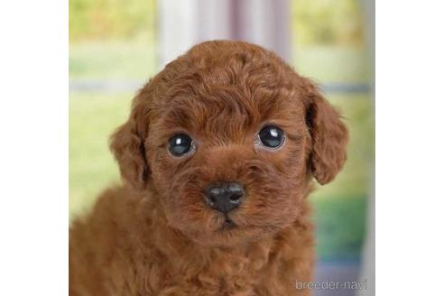 成約済の神奈川県のタイニープードル-230889の1枚目