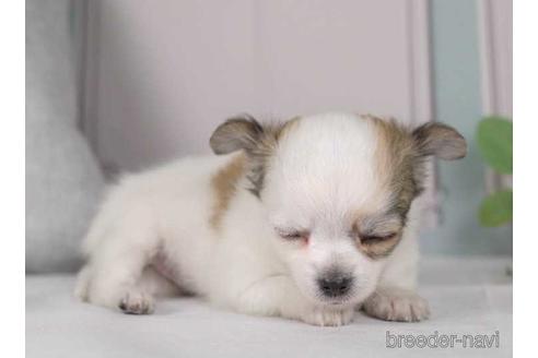 成約済の神奈川県のチワワ(ロングコート)-230891の4枚目