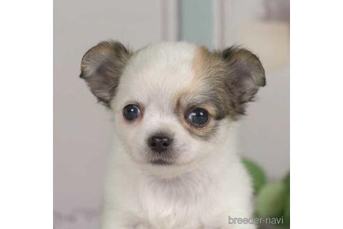 成約済の神奈川県のチワワ(ロングコート)-230891の1枚目