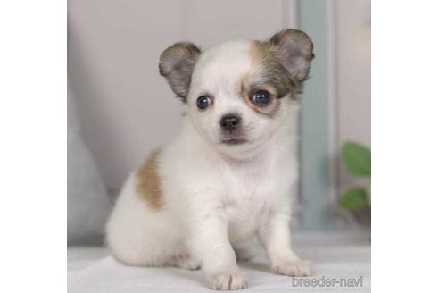 成約済の神奈川県のチワワ(ロングコート)-230891の3枚目