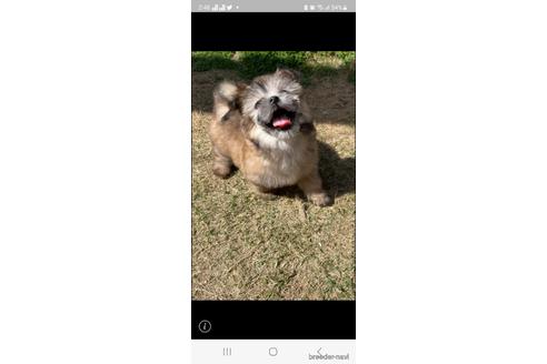成約済の香川県のチワマル:チワワ×マルチーズ-226637の20枚目