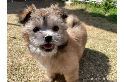 成約済の香川県のチワマル:チワワ×マルチーズ-226637の17枚目