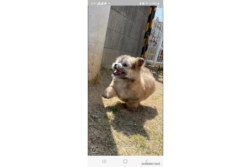 成約済の香川県のチワマル:チワワ×マルチーズ-226637の8枚目