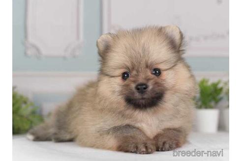 成約済の神奈川県のポメラニアン-230895の2枚目