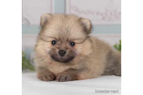 成約済の神奈川県のポメラニアン-230895の1枚目