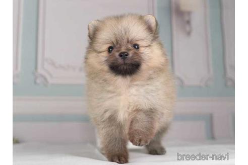 成約済の神奈川県のポメラニアン-230895の3枚目