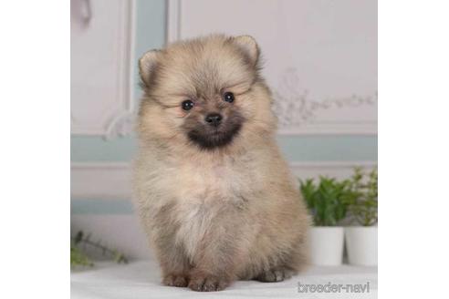 成約済の神奈川県のポメラニアン-230895の4枚目