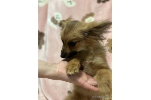 成約済の北海道のミックス犬-230909の3枚目