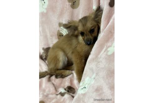 成約済の北海道のミックス犬-230909の2枚目