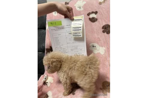 成約済の北海道のトイプードル-230925の4枚目