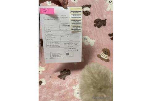 成約済の北海道のトイプードル-230931の2枚目