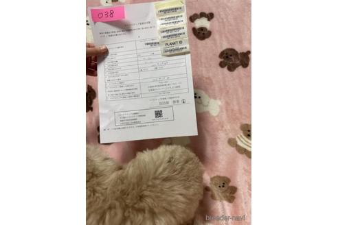 成約済の北海道のトイプードル-230933の4枚目