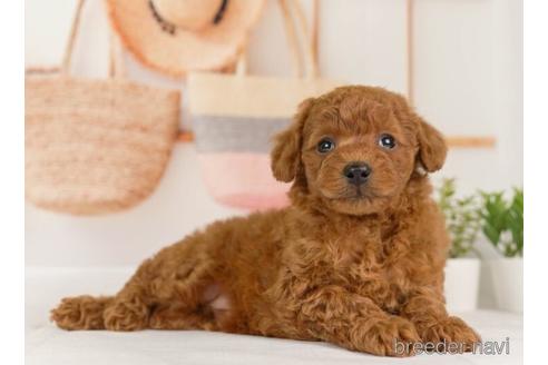 成約済の神奈川県のトイプードル-230943の2枚目