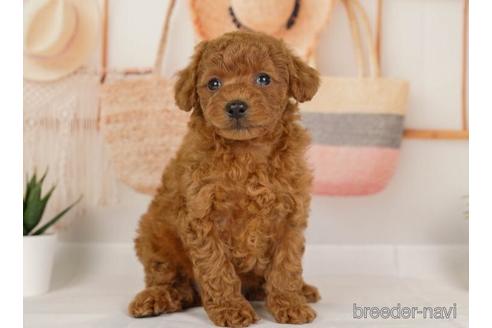 成約済の神奈川県のトイプードル-230943の3枚目