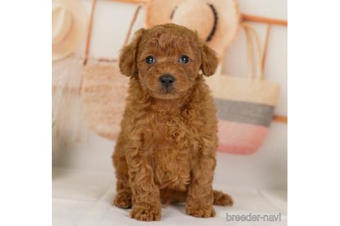 成約済の神奈川県のトイプードル-230943